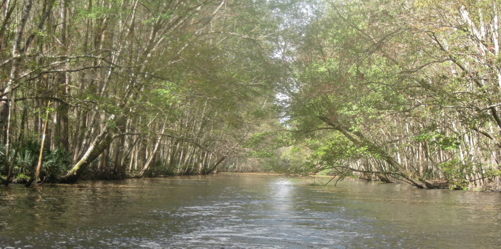 Four Creeks State Forest / State Forests / Our Forests / Forest 